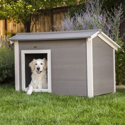 Pets in interior design: how to make their presence safe and comfortable while keeping your interior stylish