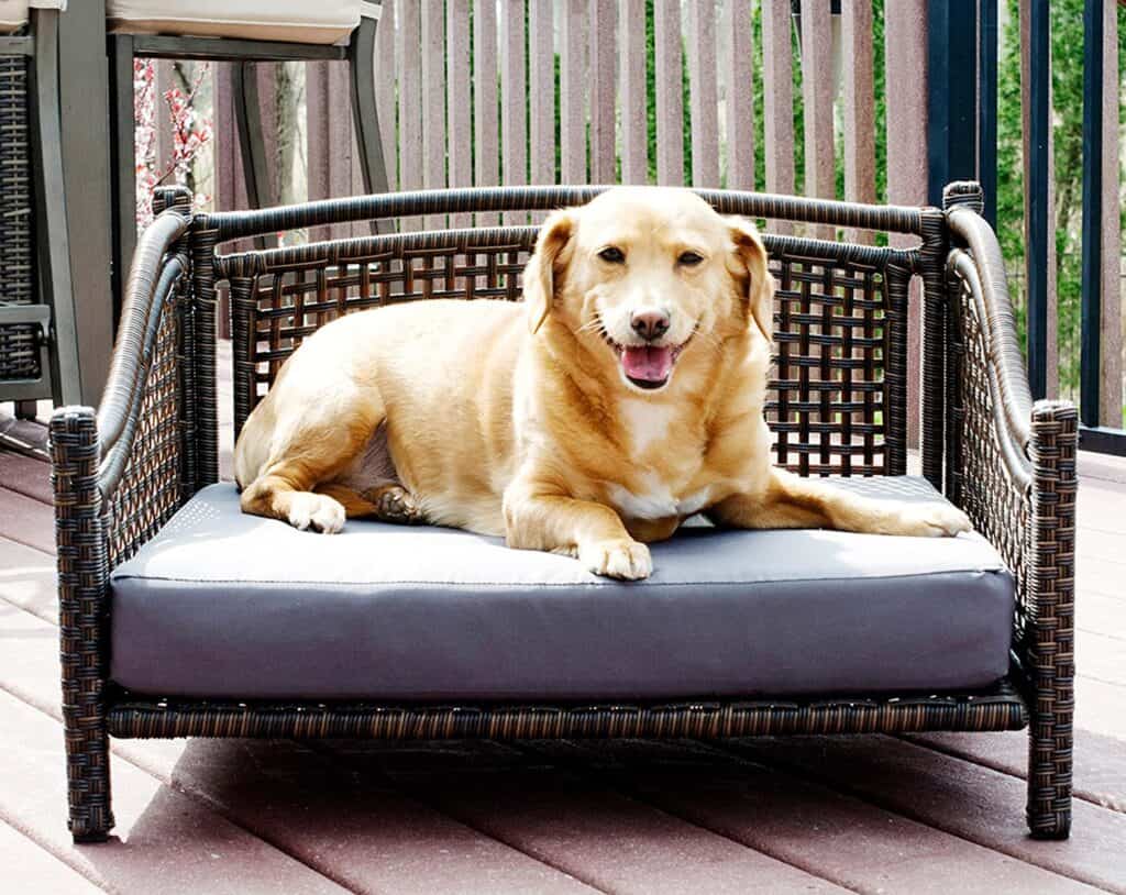 Pets in interior design: how to make their presence safe and comfortable while keeping your interior stylish
