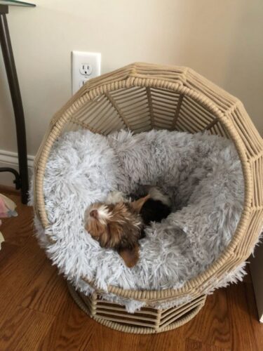 Pets in interior design: how to make their presence safe and comfortable while keeping your interior stylish