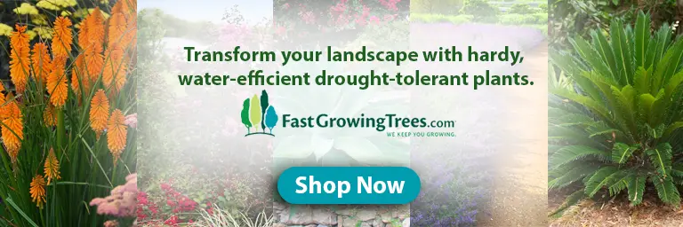 Xeriscaping 101: A Comprehensive Guide to Water-Efficient Landscaping