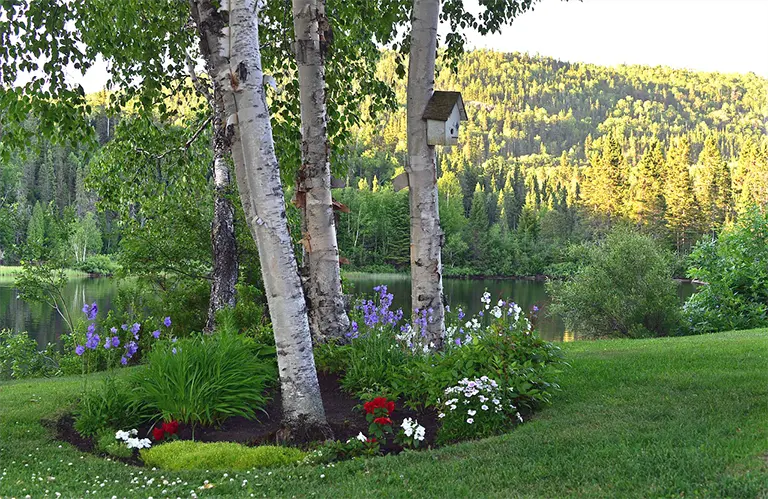 Graceful Birch Trees: An Artistic Canvas
