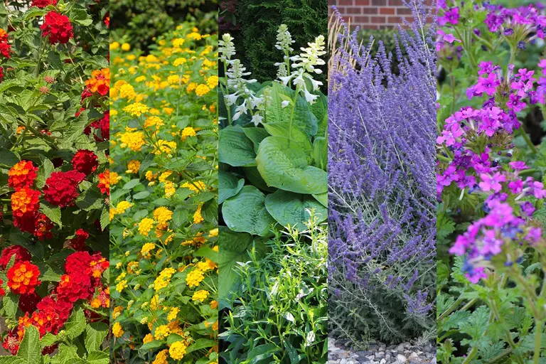 Landscaping Around Trees: Enhancing Your Outdoor Spaces