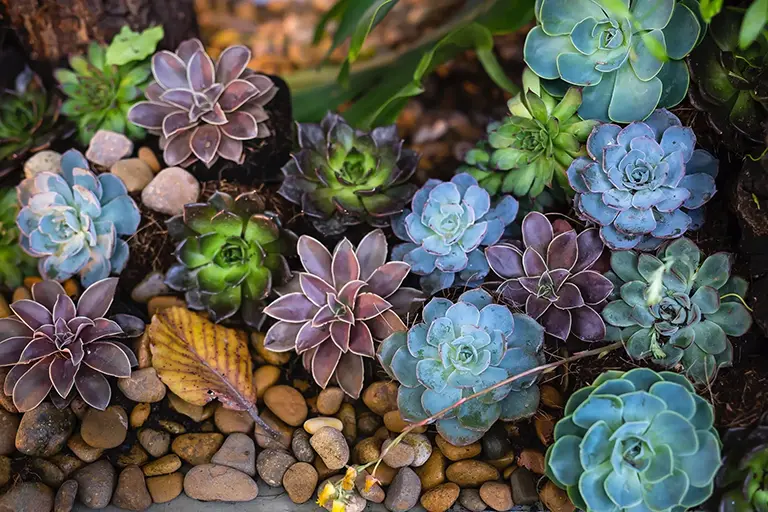 Design Principles of Xeriscaping